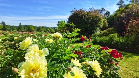 Botanical garden of Upper Brittany landscape and the beauty flowers on a tidy Stock Footage 314308035