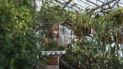 Botanical garden worker carries a container with plants in a greenhouse Stock-Footage 185815000