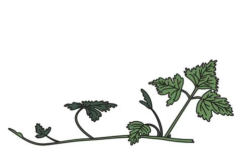 Botanical grapevine isolated on white background. Hand drawn vine plant wit.. Stock Illustration
