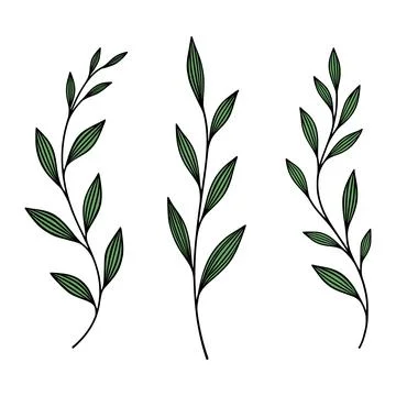 Botanical Hand Drawn Leaf Branch Set, Vector Illustration. Botanical Green .. Illustration