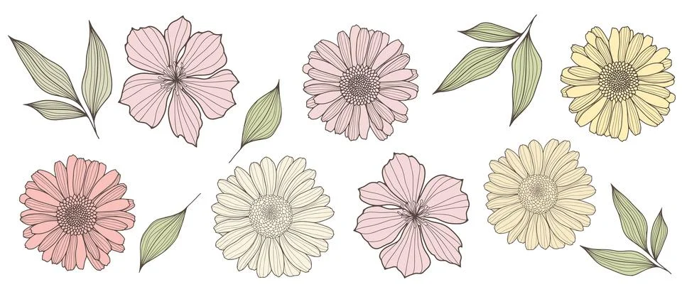 Botanical hand drawn vector set with pink and yellow daisies Stock Illustration