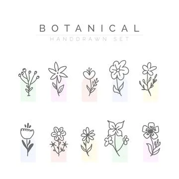 Botanical handdrwan flower set Illustrazione stock