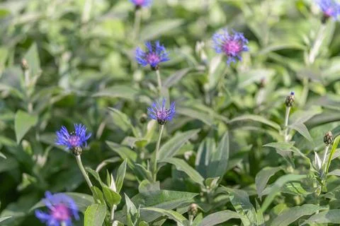 Botanical herb patch with blue blooms and aromatic foliage, dense leaf text.. 스톡 사진