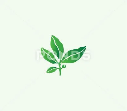 Botanical Illustration