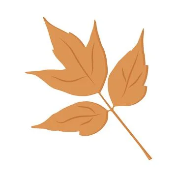 Botanical illustration of the american maple leaf Illustrazione stock