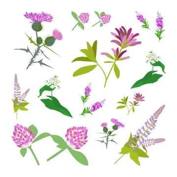 Botanical illustration Stock Illustration