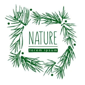 Botanical illustration with pine branches, tree Stock Illustration