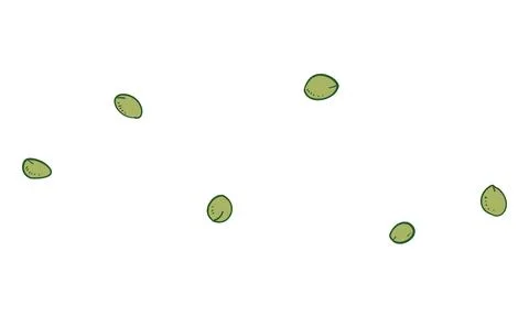 Botanical illustration: small tree nut Illustrazione stock