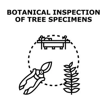 Botanical inspection of tree specimens concept illustration Stock Illustration