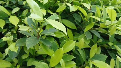 Botanical Leaf Close Up Stock Photos
