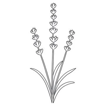 Botanical line of a lavender sprig with three stems and leaves, simple blac.. Stock Illustration