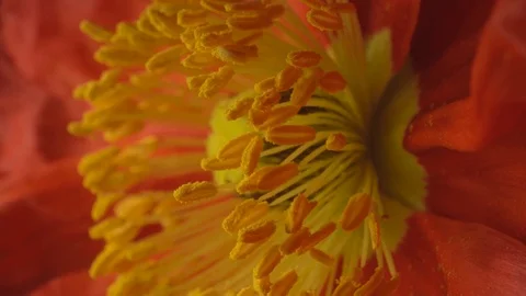 Botanical macro shot of a stigma stamen and pollen under light on motion Stock Footage 129831214
