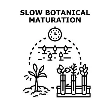 Botanical maturation process for agricultural innovation concept Stock Illustration