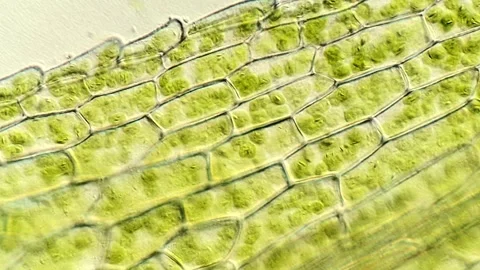 Botanical Microscopy of Moss Leaf Cells, 400x magnification 動画素材 320457602
