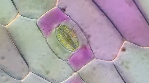 Botanical Microscopy of Tradescantia discolor Leaf, 400x 動画素材 320375370