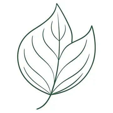 Botanical One Line Drawing of a Simple Leaf Element Stock Illustration