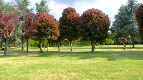 Botanical park during spring time and blue and cloudy sky background. Stock Footage 196504770