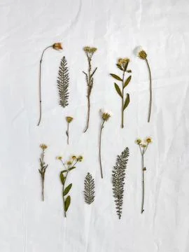 Botanical pattern, dried flowers on a white crumpled fabric Stock Photos