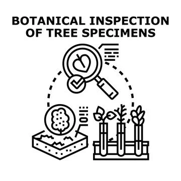 Botanical research analyzing tree and plant specimens Stock Illustration
