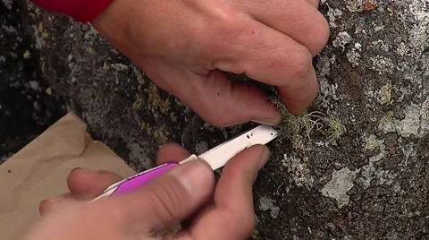 Botanical scientist in Antarctica collecting samples of lichens Stock Footage 46372589