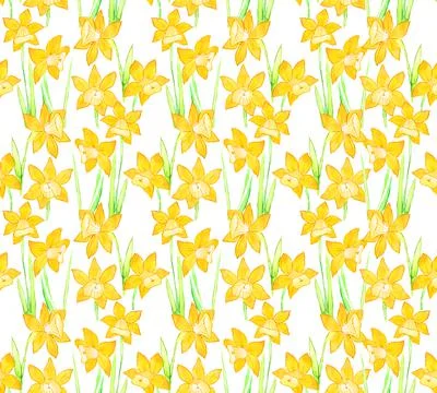 Botanical seamless pattern with yellow flowers daffodils, narcissus on white Stock Illustration