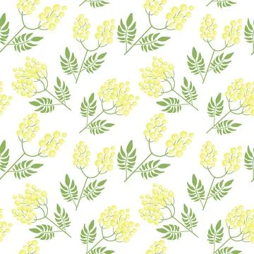 Botanical seamless pattern with yellow mimosa flowers and leaves on white b.. Stock Illustration