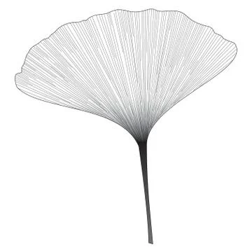 Botanical series Elegant Single Ginkgo leaf Stock Illustration