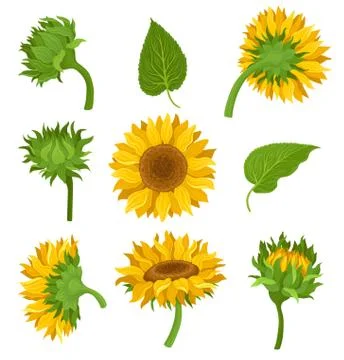 Botanical Set Of Elements Of Sunflowers Colored Vector Illustrarions 스톡 일러스트