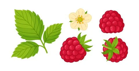 Botanical set featuring raspberry leaves, flower, and ripe berries. Stock Illustration
