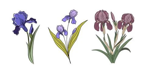 Botanical set of Iris February birth month flowers Stock Illustration