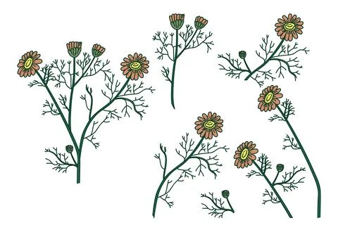 Botanical set plants daisy isolated on white background. Hand drawn bouquet.. Stock Illustration