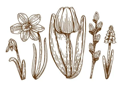 Botanical set of spring flowers line art. Hand drawn vector illustration. Sim Stock Illustration