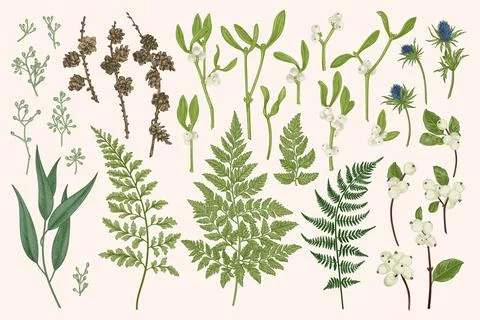 Botanical set with winter plants. 스톡 일러스트