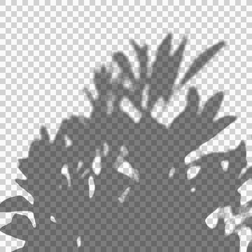 Botanical shadow overlay of a leafy shrub for realistic mockup presentation.. Stock Illustration