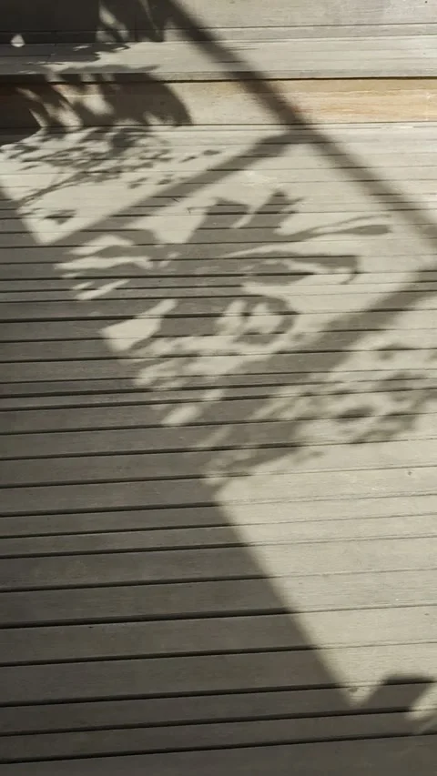 Botanical Shadows Dancing Across Sunlit Wooden Deck in Natural Light Stock Footage 340390211