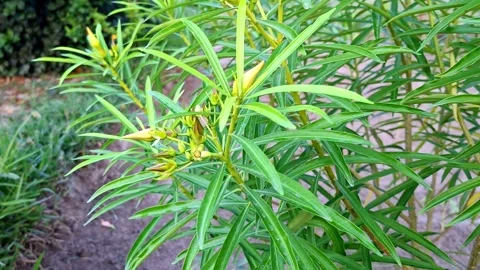 Botanical Shrub Branches Holding Yellow Floral Buds Video stock 339375469