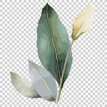 Botanical sprig is floating on transparent background, showing three leaves, 스톡 일러스트