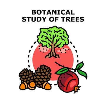 Botanical study of nature and tree elements Stock Illustration