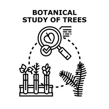Botanical study of trees vector concept illustration Stock-Illustration