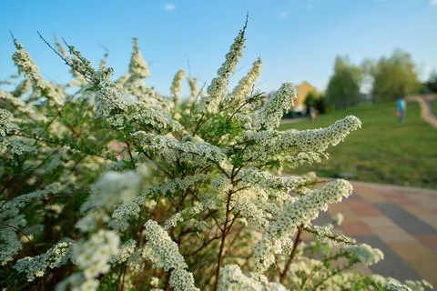 Botanical Texture Pattern with Spiraea Cinerea Flower Clusters Stock Photos