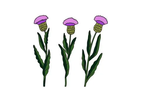 Botanical three branches cornflower isolated on white background. Hand draw.. Stock Illustration