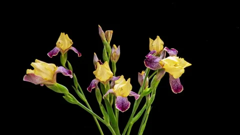Botanical timelapse video showing the complete blooming cycle of bearded... Stock Footage 340198915