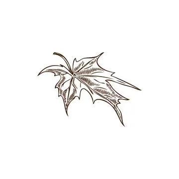 Botanical vector element of maple leaf in black and white grunge style. Stock Illustration