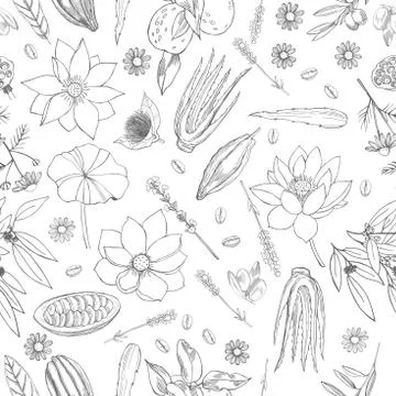 Botanical vector  pattern with   plants . Stock Illustration