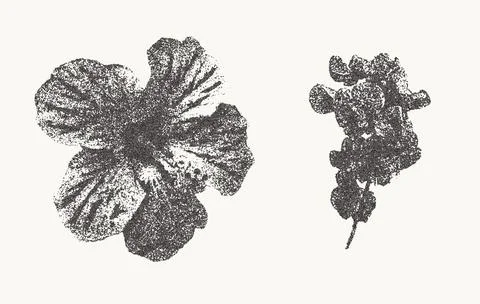 Botanical vintage elements. Photocopy effect stippling flower illustrations Stock-Illustration