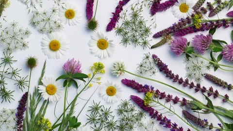 Botanical Wildflower Composition With Daisies And Clover 스톡 동영상 345086937