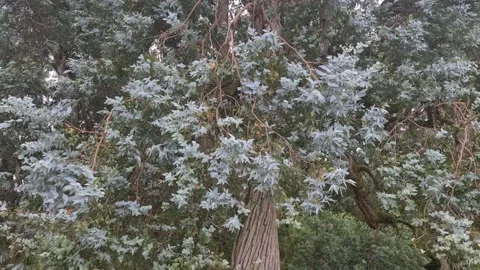 Botanicalgarden 스톡 동영상 227767173