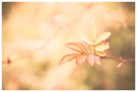Botanicals Fotos de archivo