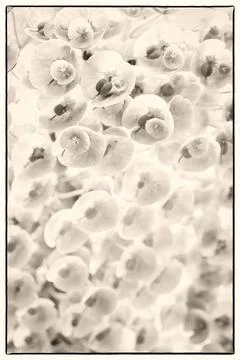 Botanicals Fotos de archivo