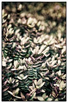 Botanicals Fotos de archivo